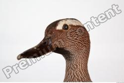 Head Duck